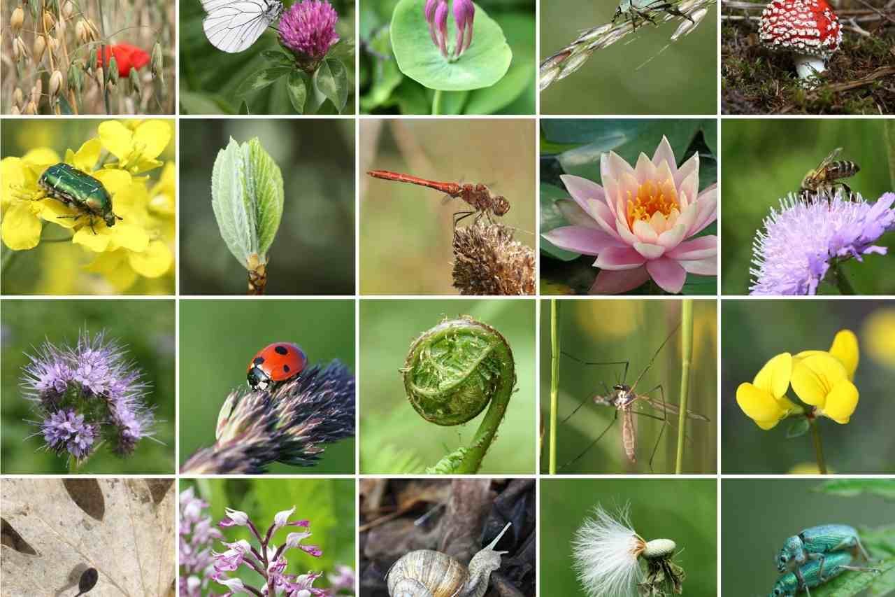 biodiversity constructive voices collage