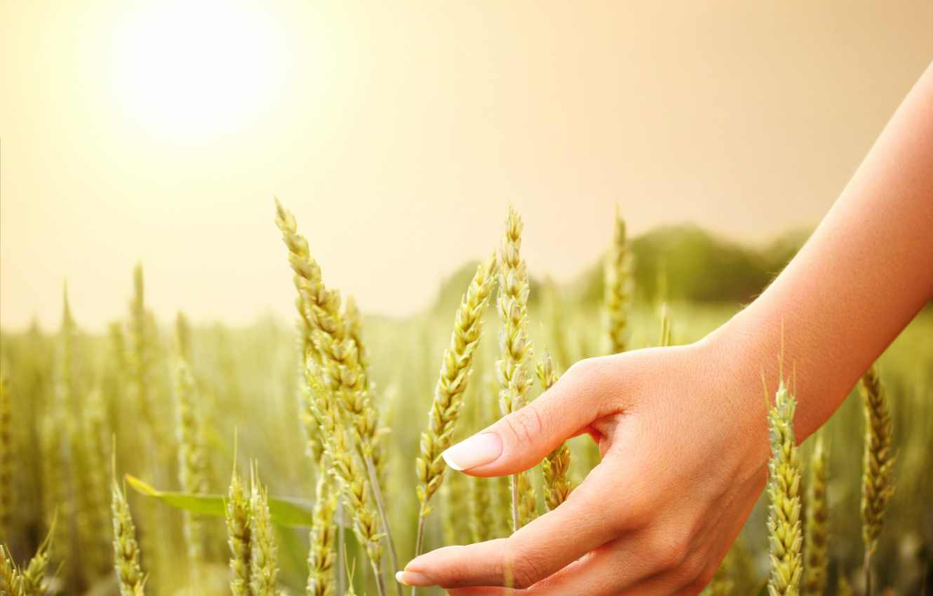 What is the biodiversity net gain mitigation hierarchy?